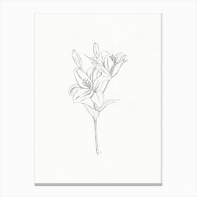 Lily Pencil Sketch Canvas Print