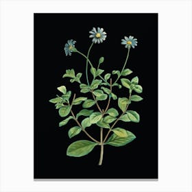 Vintage Blue Marguerite Plant Botanical Illustration on Solid Black Canvas Print