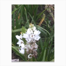 Floral Garden in Kodaikanal, India. Photograph 15 Canvas Print