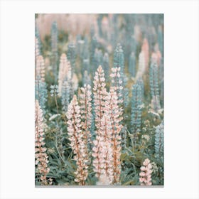 Mountain Lupine Flowers Canvas Print