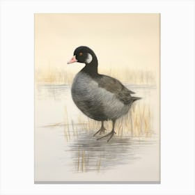 Vintage Bird Drawing Coot 3 Canvas Print