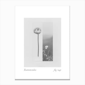 Ranunculus Botanical Collage 3 Canvas Print