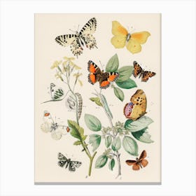 Butterflies And Flowers 1 Canvas Print