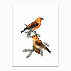 Vintage Red Crossbill Bird Illustration on Pure White Canvas Print