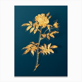 Vintage Rosa Redutea Glauca Botanical in Gold on Teal Blue Canvas Print