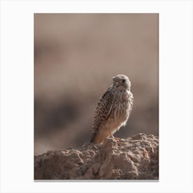 Dry Desert Kestrel Canvas Print