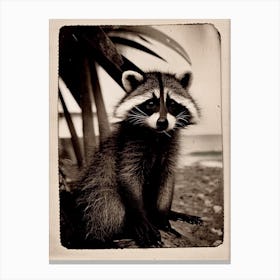 Barbados Raccoon Vintage Photography Canvas Print