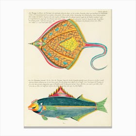 Colourful And Surreal Illustrations Of Fishes Found In Moluccas (Indonesia) And The East Indies, Louis Renard(5) Canvas Print