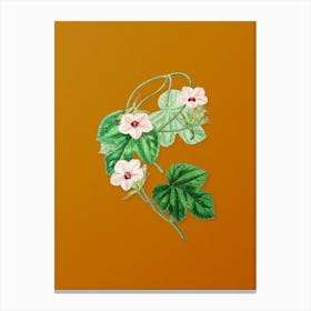 Vintage Aiton's Ipomoea Flower Botanical on Sunset Orange n.0606 Canvas Print