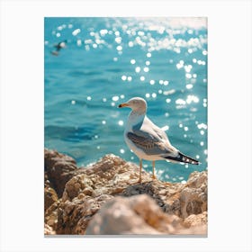 Seagull On The Rocks Canvas Print