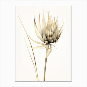 Thorny Cactus Canvas Print