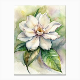 Magnolia 4 Canvas Print