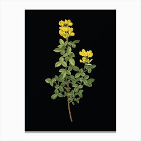 Vintage Common Cytisus Botanical Illustration on Solid Black n.0471 Canvas Print