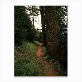 Forest Trail II Canvas Print