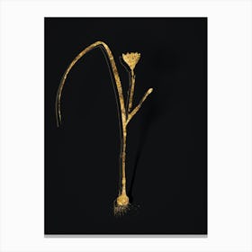 Vintage Cape Tulip Botanical in Gold on Black n.0552 Canvas Print