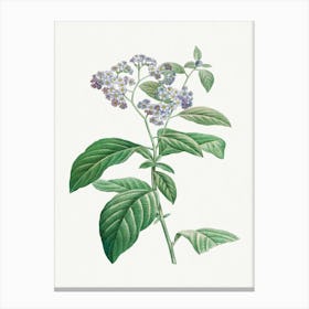 Forget Me Not, Pierre Joseph Redouté Canvas Print