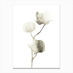 Cotton Flower Canvas Print