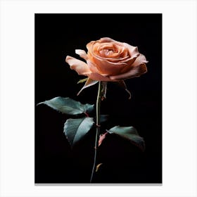 Peach Rose 11 Canvas Print