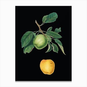 Vintage Apple Botanical Illustration on Solid Black n.0837 Canvas Print