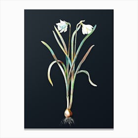 Vintage Narcissus Candidissimus Botanical Watercolor Illustration on Dark Teal Blue n.0766 Canvas Print