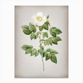 Vintage Leschenault's Rose Botanical on Parchment n.0689 Canvas Print