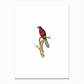 Vintage Chestnut Breasted Cuckoo Bird Illustration on Pure White n.0281 Canvas Print
