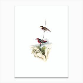 Vintage Tricoloured Chat Honeyeater Bird Illustration on Pure White n.0111 Canvas Print