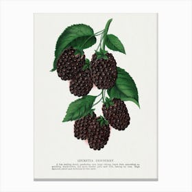 Dewberry Lithograph Canvas Print