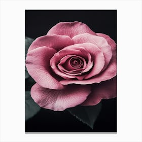 Pink Rose On Black Background 50 Canvas Print