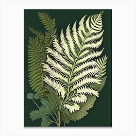 Sensitive Fern 4 Vintage Botanical Poster Canvas Print