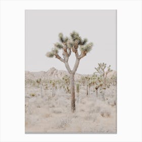 Joshua Tree California Canvas Print