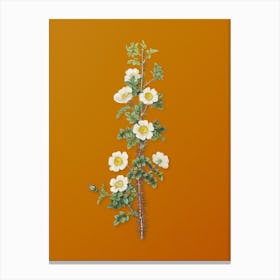 Vintage Scotch Rose Bloom Botanical on Sunset Orange n.0950 Canvas Print