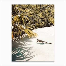 Iguana Near Beach Canvas Print