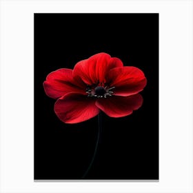 Red Poppy 3 Canvas Print