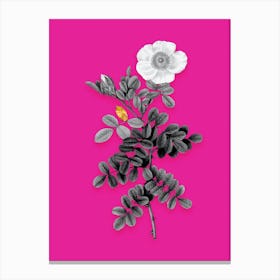 Vintage Macartney Rose Black and White Gold Leaf Floral Art on Hot Pink n.0328 Canvas Print
