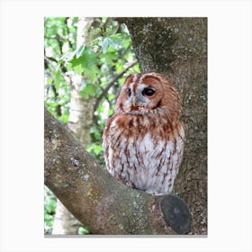 Barn Owl Sitting In a Tree England UK Canvas Print