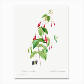 Fuchsia, Pierre Joseph Redoute Canvas Print