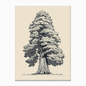 Sequoia Tree Minimalistic Drawing 4 Canvas Print