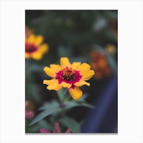 Zinnia Flower Canvas Print