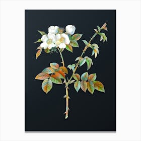 Vintage White Flowered Rose Botanical Watercolor Illustration on Dark Teal Blue n.0150 Canvas Print