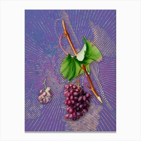Vintage Grape Barbarossa Botanical Illustration on Veri Peri Canvas Print