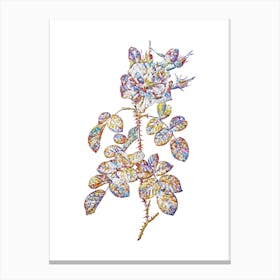 Stained Glass Four Seasons Rose in Bloom Mosaic Botanical Illustration on White Canvas Print