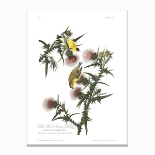 American Goldfinch Canvas Print