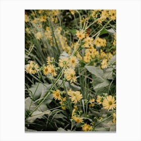 yellow flowers Canvas Print