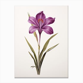 Saffron Vintage Botanical Herbs 1 Canvas Print