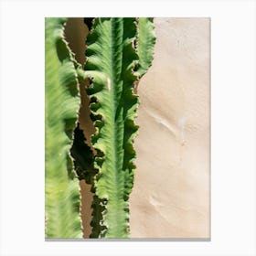 Detail Of A Cactus In The Sun Canvas Print