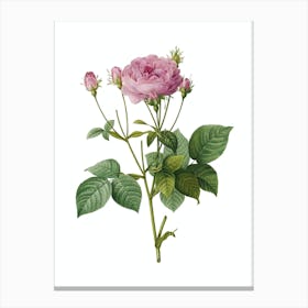 Vintage Pink French Roses Botanical Illustration on Pure White n.0697 Canvas Print
