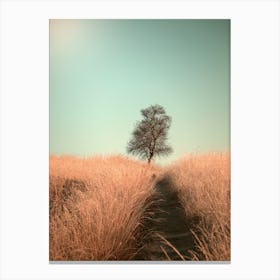Grass And Path Canvas Print