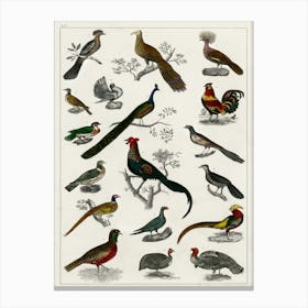 Collection Of Various Birds,  Oliver Goldsmith   Canvas Print