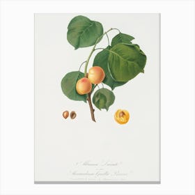 Yellow Apricot (Prunus Armeniaca) From Pomona Italiana (1817 1839), Giorgio Gallesio Canvas Print
